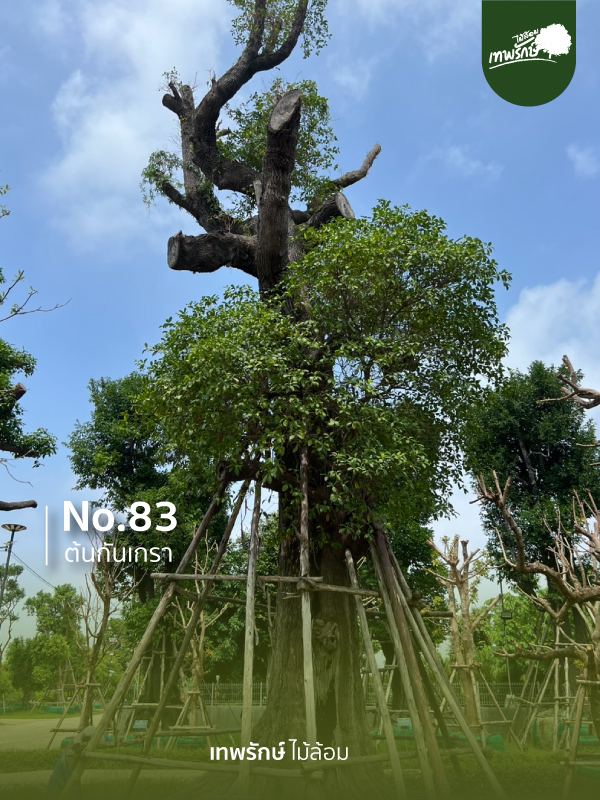 ต้นกันเกรา No.83