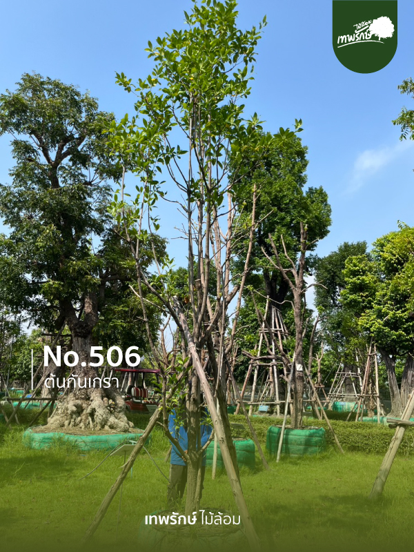 ต้นกันเกรา No.506