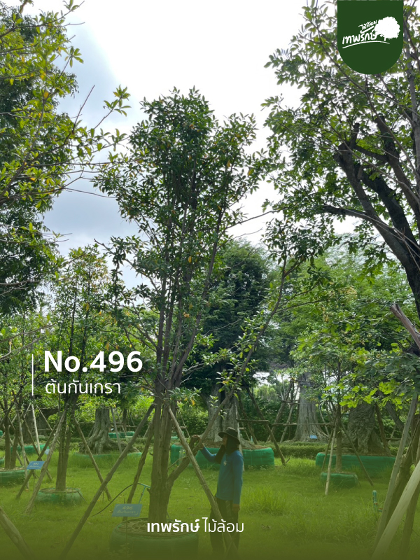 ต้นกันเกรา No.496