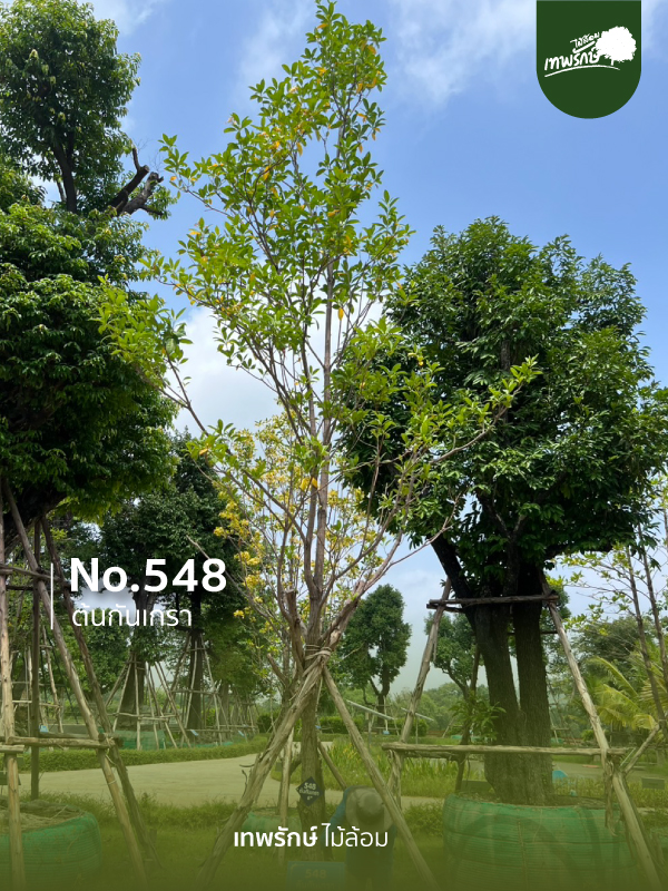 ต้นกันเกรา No.548