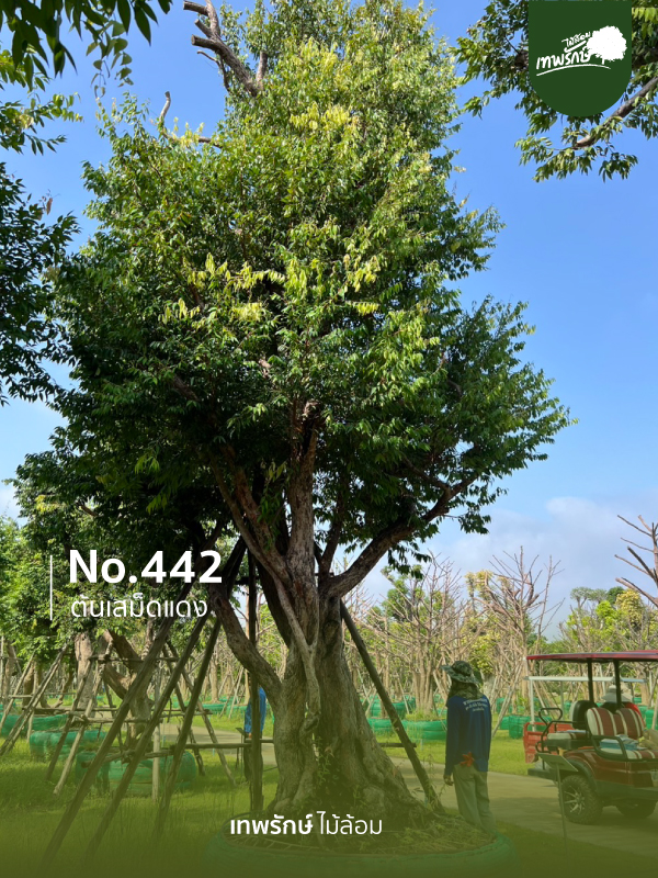 ต้นเสม็ดแดง No.442