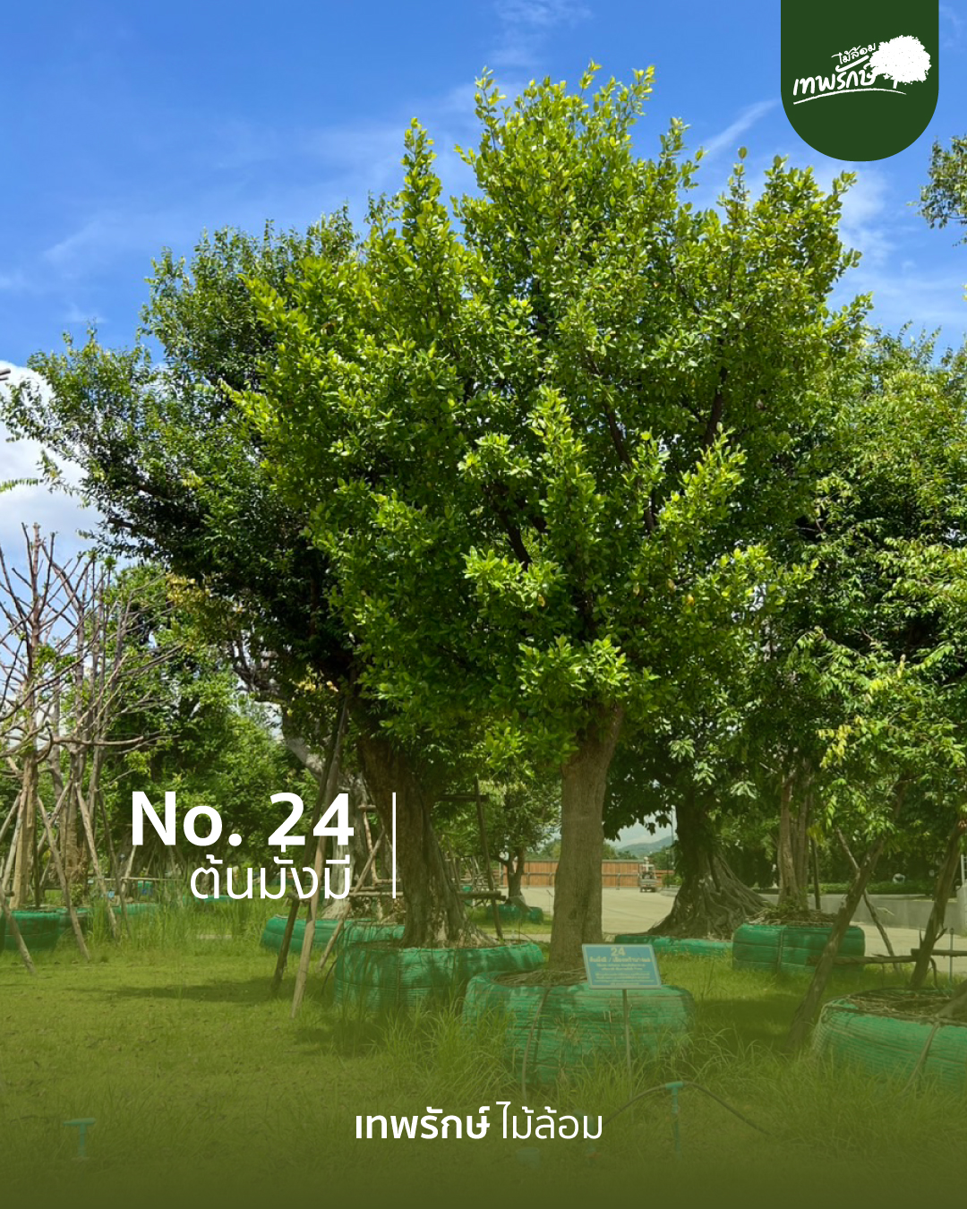 ต้นมั่งมี No.24