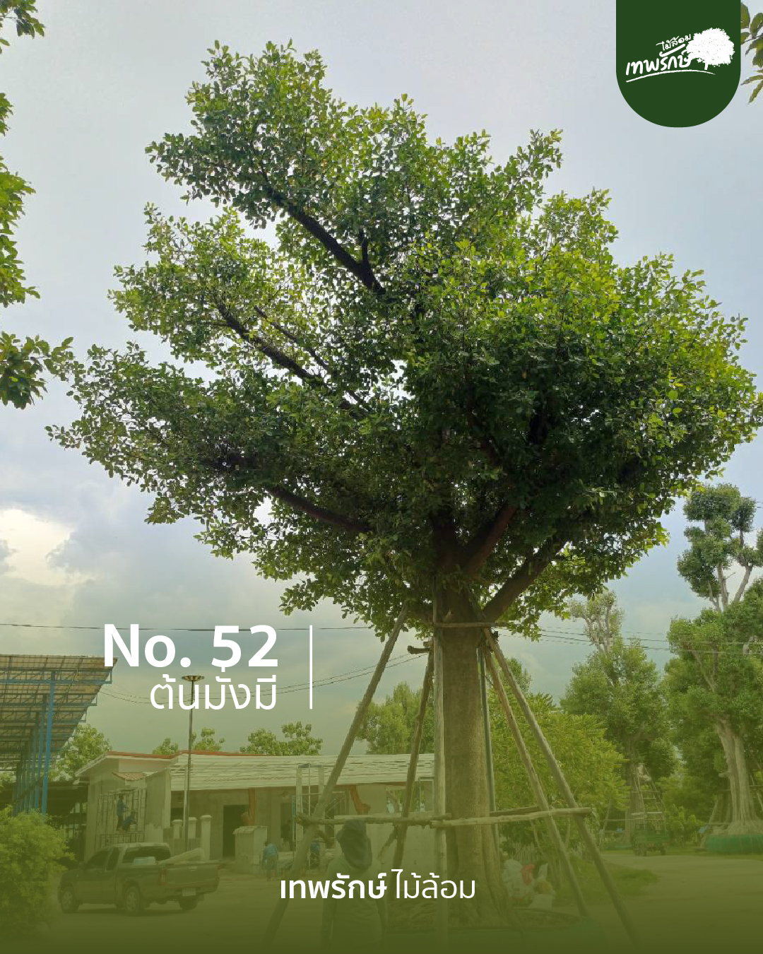 ต้นมั่งมีิ No.52