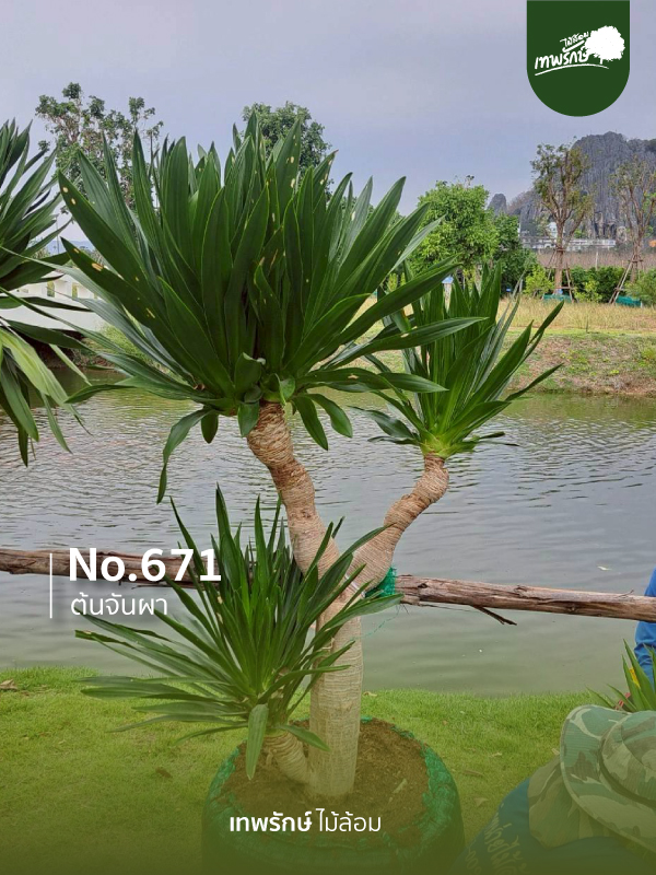 ต้นจันผา No.671