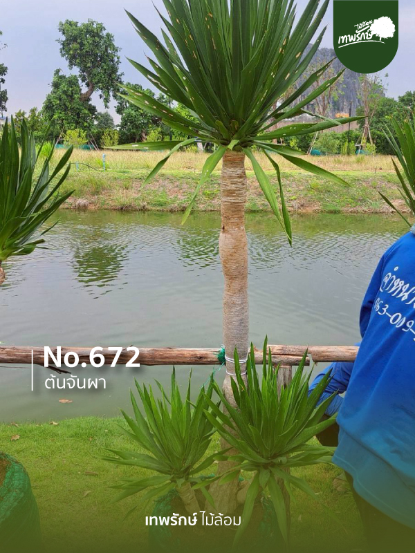 ต้นจันผา No.672