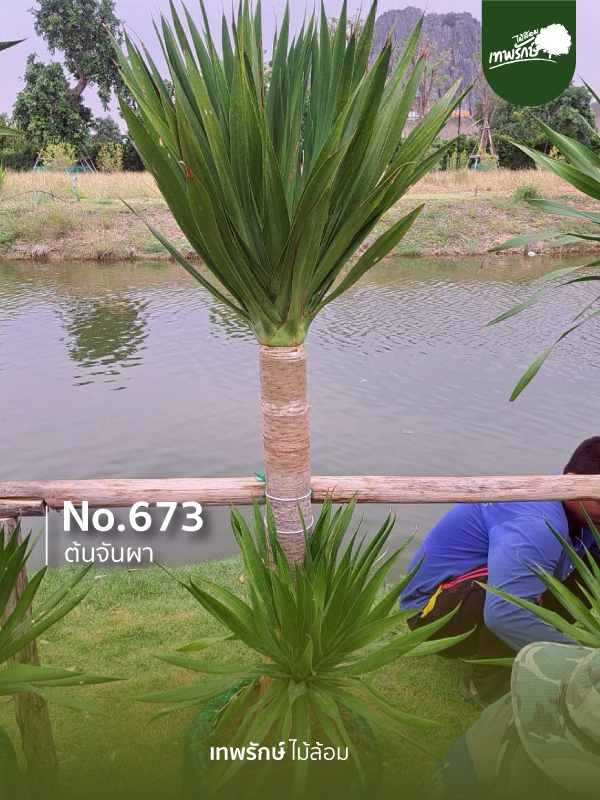 ต้นจันผา No.673