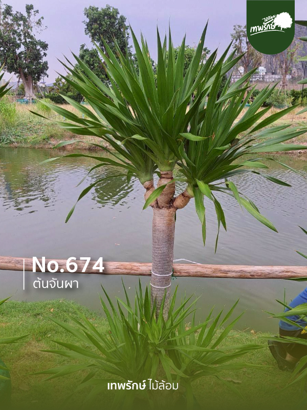 ต้นจันผา No.674