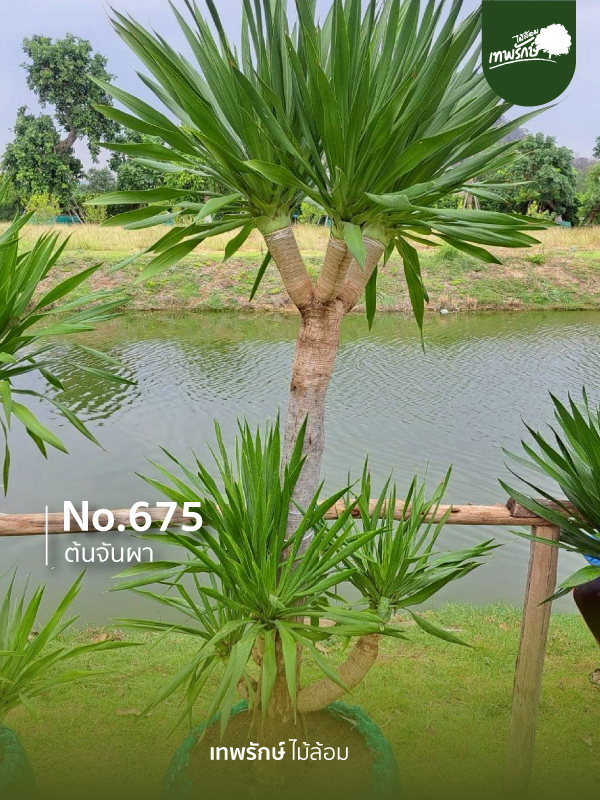 ต้นจันผา No.675