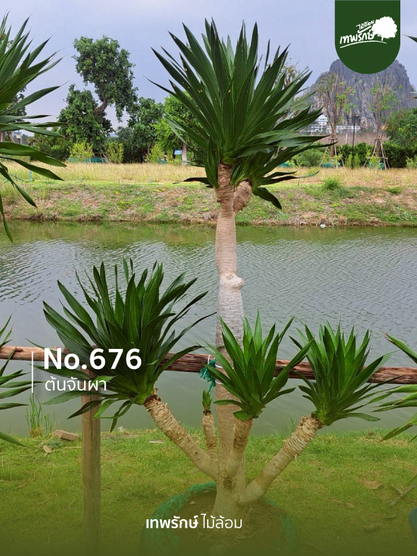 ต้นจันผา No.676