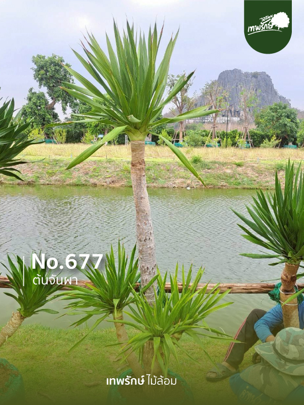 ต้นจันผา No.677
