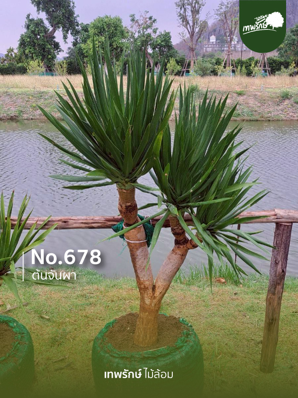 ต้นจันผา No.678