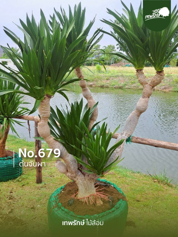 ต้นจันผา No.679