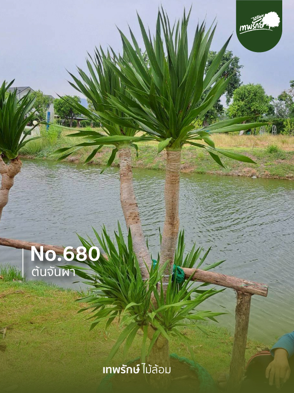 ต้นจันผา No.680