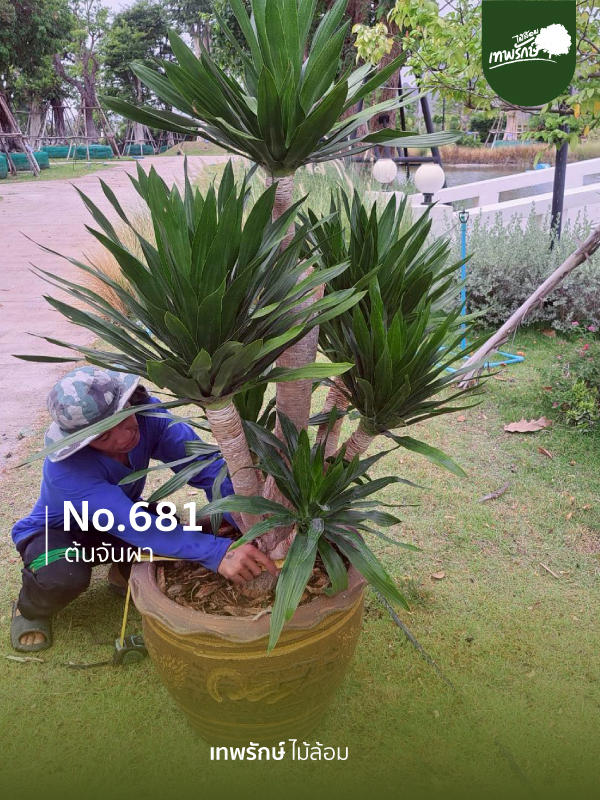 ต้นจันผา No.681