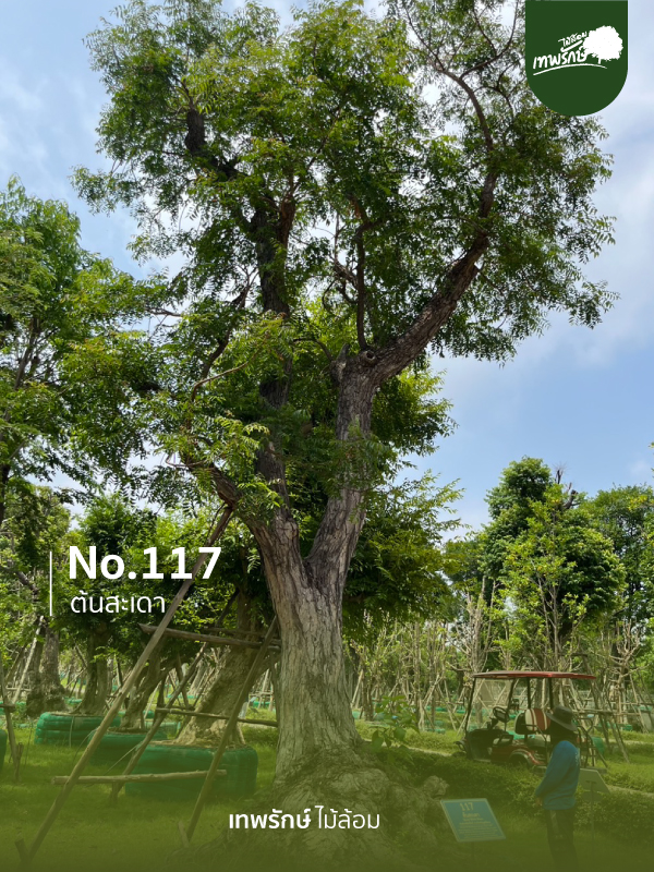 ต้นสะเดา No.117