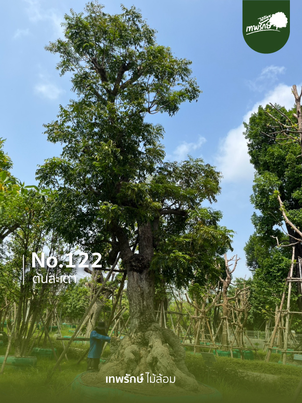 ต้นสะเดา No.122