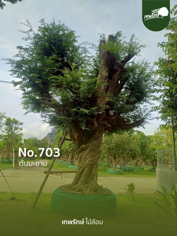 ต้นมะขาม No.703