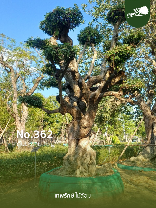 ต้นมะขาม No.362