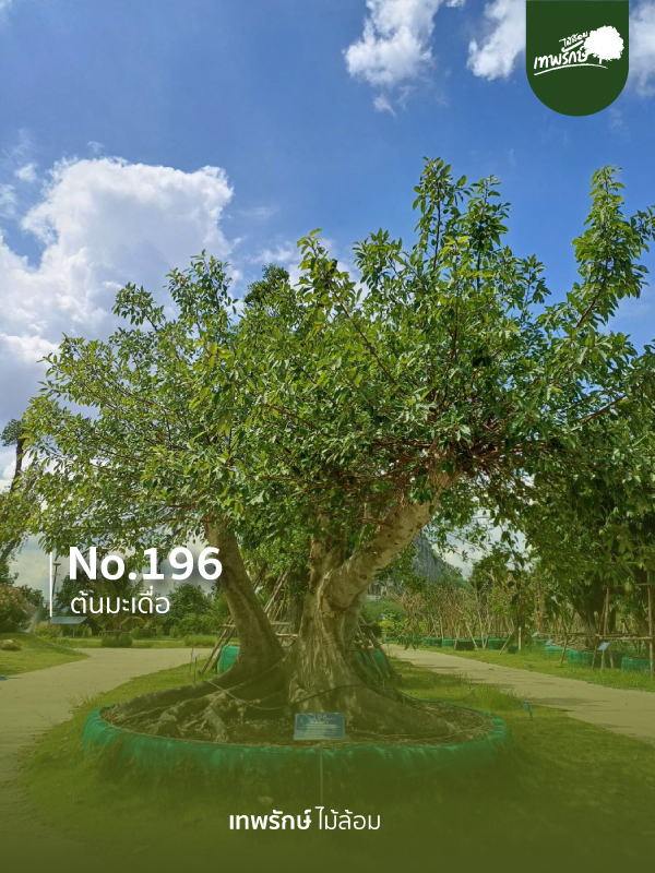 ต้นมะเดื่อ No.196