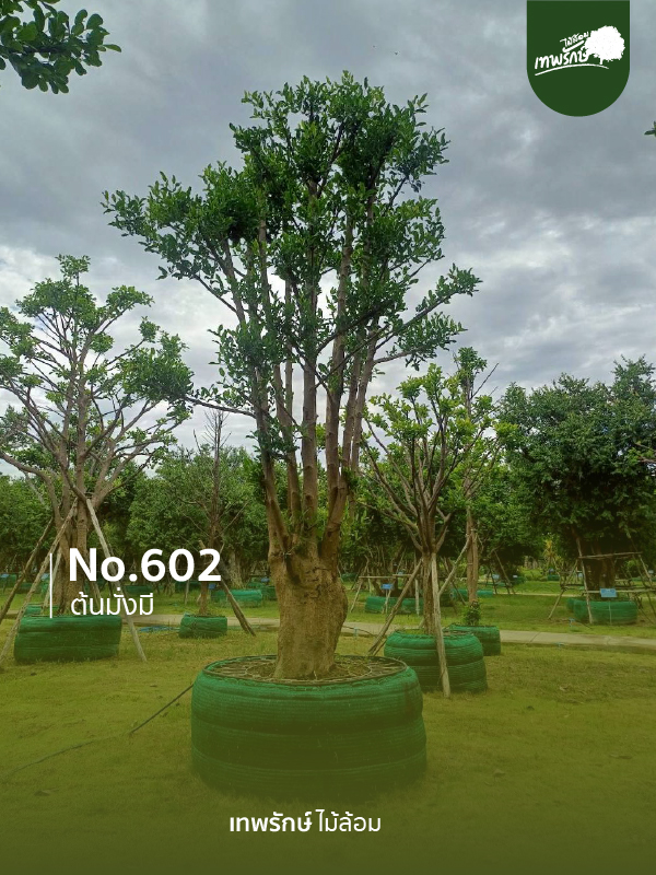 ต้นมั่งมี No.602