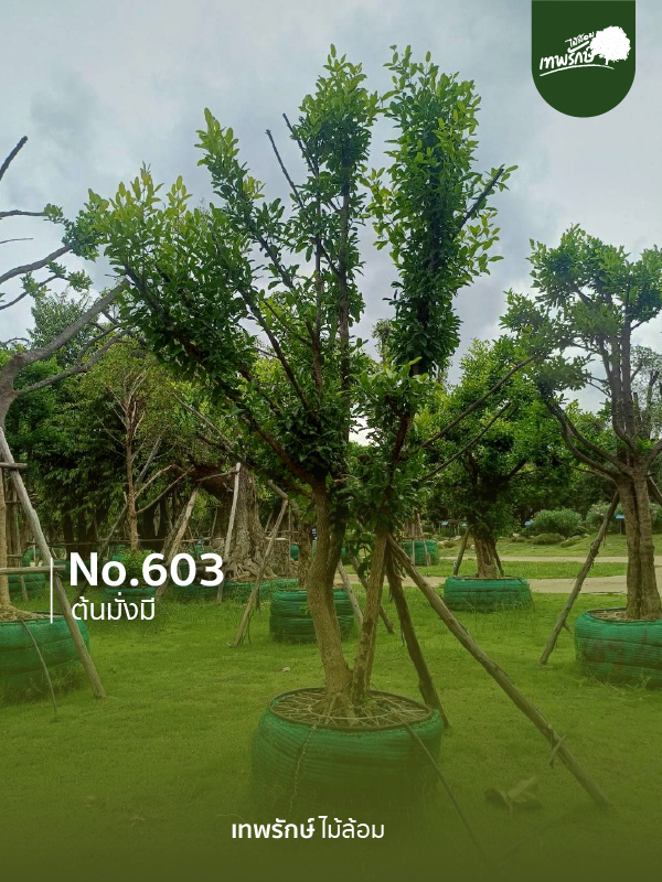 ต้นมั่งมี No.603