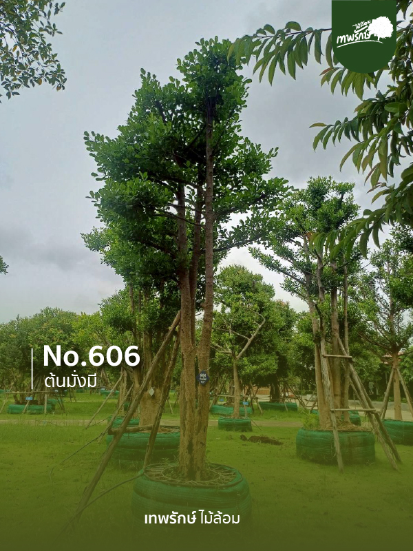 ต้นมั่งมี No.606