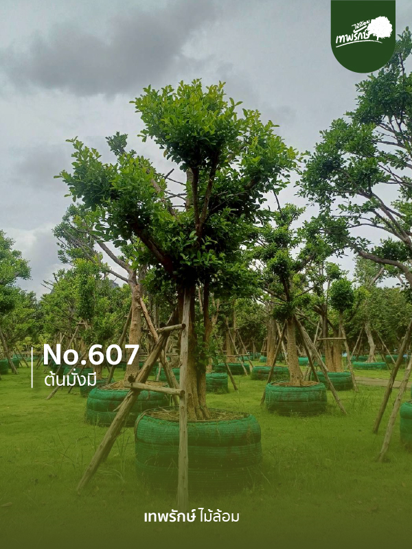 ต้นมั่งมี No.607