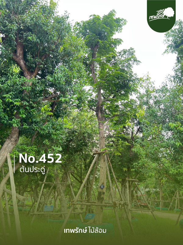 ต้นประดู่ No.452