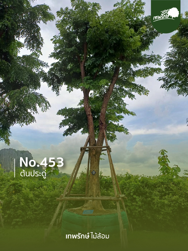 ต้นประดู่ No.453