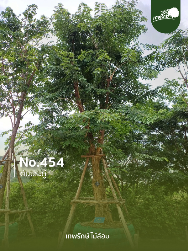 ต้นประดู่ No.454
