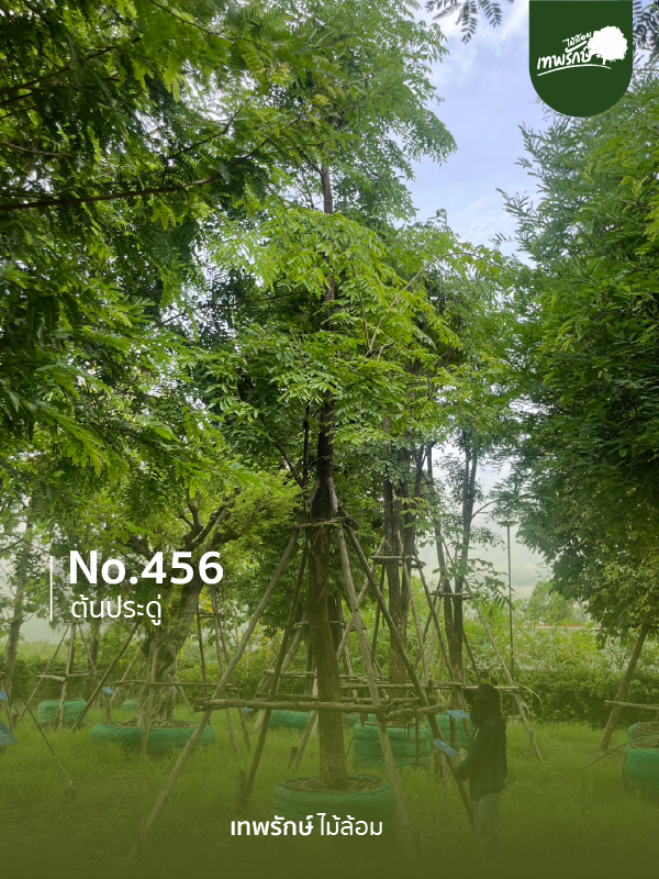 ต้นประดู่ No.456