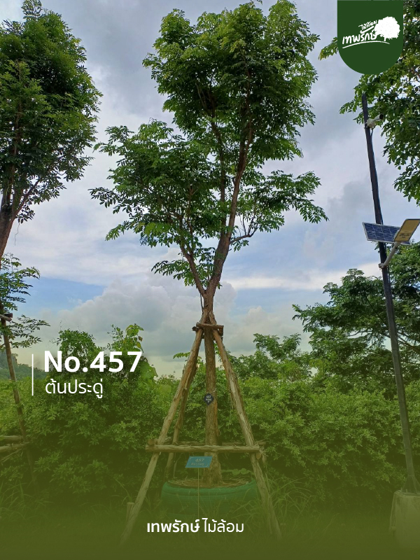 ต้นประดู่ No.457