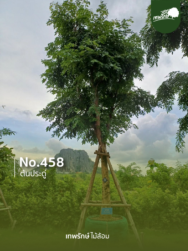 ต้นประดู่ No.458