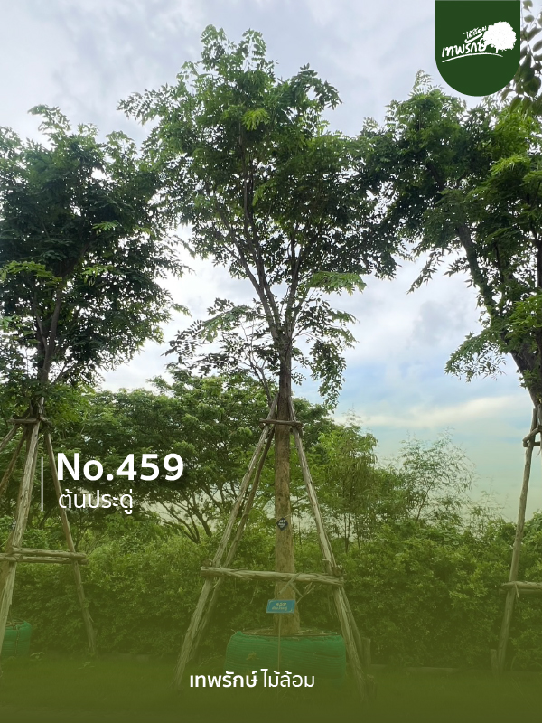 ต้นประดู่ No.459