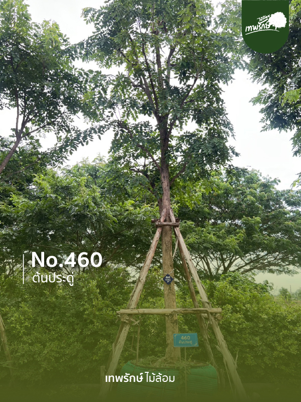 ต้นประดู่ No.460