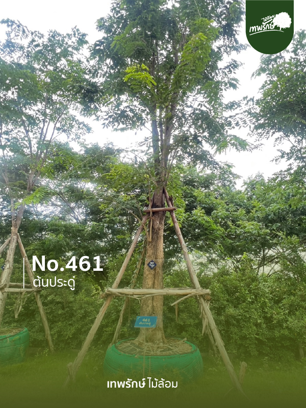ต้นประดู่ No.461