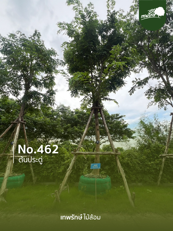 ต้นประดู่ No.462