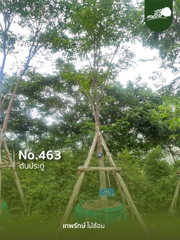ต้นประดู่ No.463