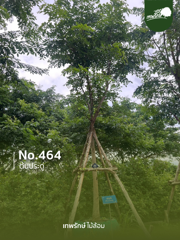 ต้นประดู่ No.464